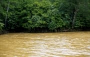 Lehmgelbes Wasser umspuelt die Mangroven (00017925)