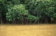 Mangroven am Qara-ni-Qio River nach starkem Regen (00017929)