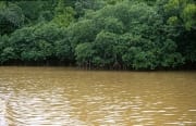 Mangroven im lehmgelben Qara-ni-Qio River (00017931)