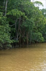 Mangroven im lehmigen Wasser des Qara-ni-Qio River (00017934)