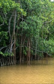 Mangroven im lehmgelben Fluß (00017935)