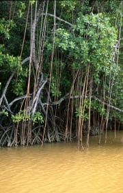 Mangroven ragen aus dem Wasser des Qara-ni-Qio River (00017937)