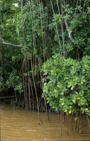Mangroven im Fluß (00017938)