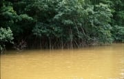 Mangroven umstroemt vom Flußwasser (00017941)