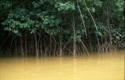 Mangroven ragen aus dem gelben Flußwasser (00017943)