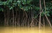 Mangroven im gelben Wasser des Qara-ni-Qio River (00017944)