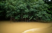 Mangroven am Qara-ni-Qio River nach starkem Regen (00017956)