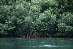 Prachtvolle Mangroven am Qara-ni-Qio River (00017887)