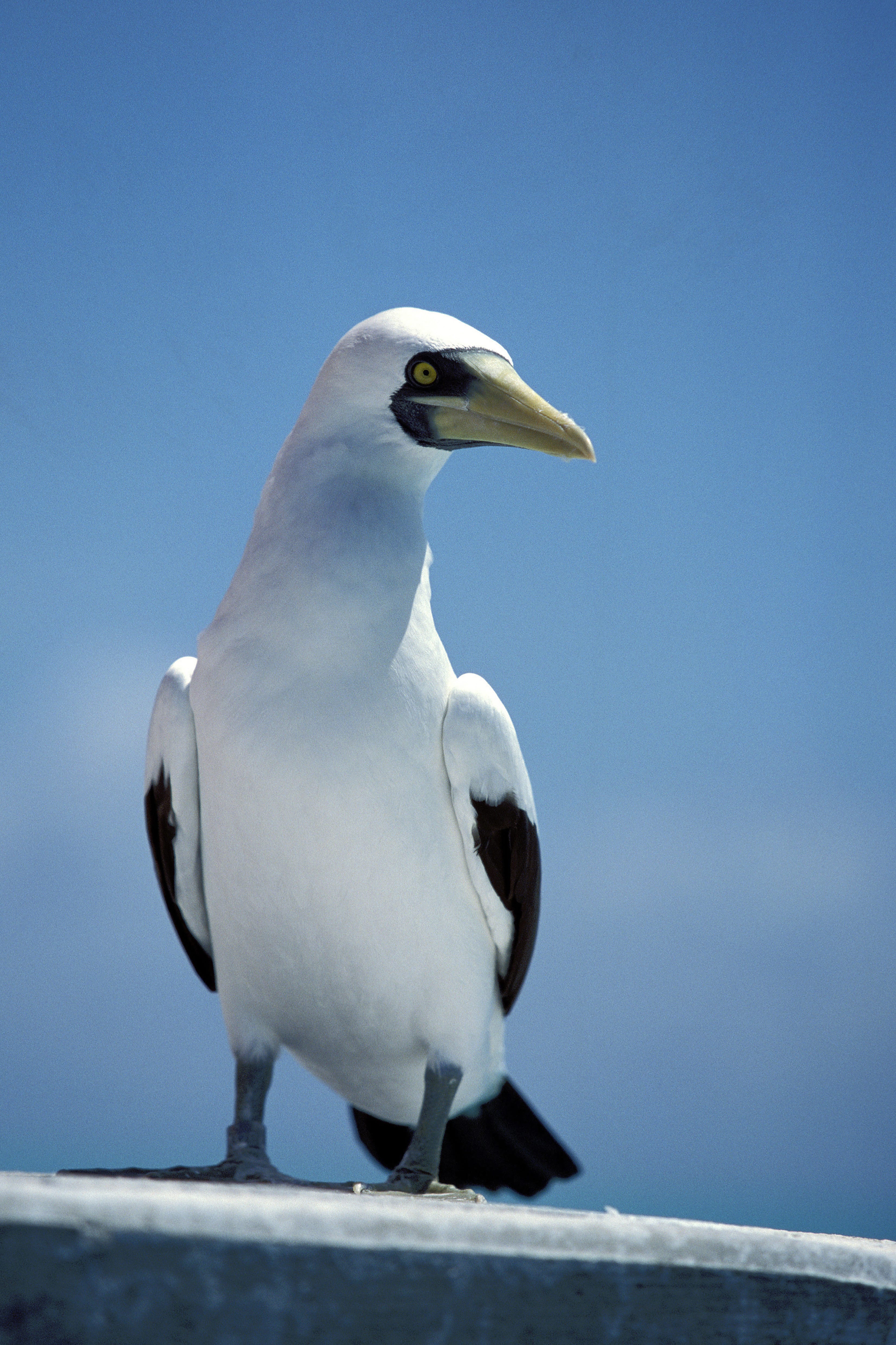 Masked Booby observed from a tower of the sea (00005277)