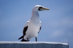 Masked Booby on a maritime sign (00005276)