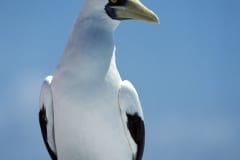 Masked Booby observed from a tower of the sea (00005277)