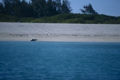 Hawaiianische Moenchsrobbe am Sandstrand (00006854)