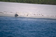 Hawaiianische Moenchsrobbe kehrt ins Wasser zurueck (00006864)