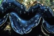 Giant clam (00000887)