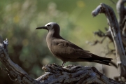 Brown Noddy on the tree (00004894)