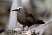 Brown Noddy on the tree (00004900)