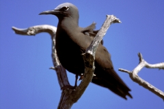 Noddy-Seeschwalbe auf dem Baum (00005532)