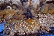 Pelzrobbe auf Geyser Rock (00000488)