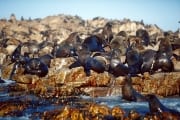 Pelzrobben auf Geyser Rock (00000505)