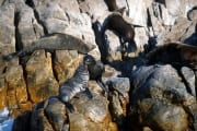 Pelzrobben auf Geyser Rock (00000509)