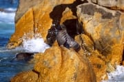 Pelzrobbe auf Geyser Rock (00000510)