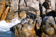 Pelzrobben auf Geyser Rock (00000511)
