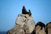 Pelzrobben auf Geyser Rock (00000512)