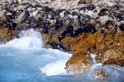 Pelzrobben auf Geyser Rock (00000517)