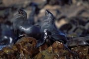 South african fur seals on Geyser Rock (00003651)