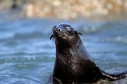 Fur seal portrait (00003725)