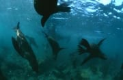 Suedafrikanische Pelzrobben gleiten ueber den Meeresg (00015790)