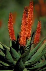 Flowering Aloe Ferox (00011024)