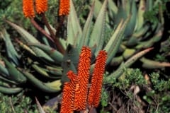 Flowering Aloe Ferox (00010036)