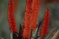 Flowering Aloe Ferox (00011022)