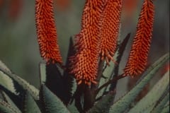 Flowering Aloe Ferox (00011025)
