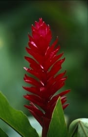 Intensiv rot leuchtender Purpurfarbener Ingwer (00017993)