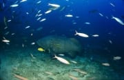 Riesenzackenbarsch am Shark Reef (00017669)