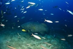Riesenzackenbarsch am Shark Reef (00017669)