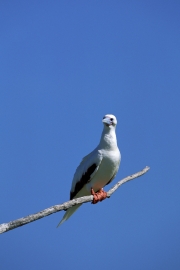 Red-footed booby on a tree branch (00005045)