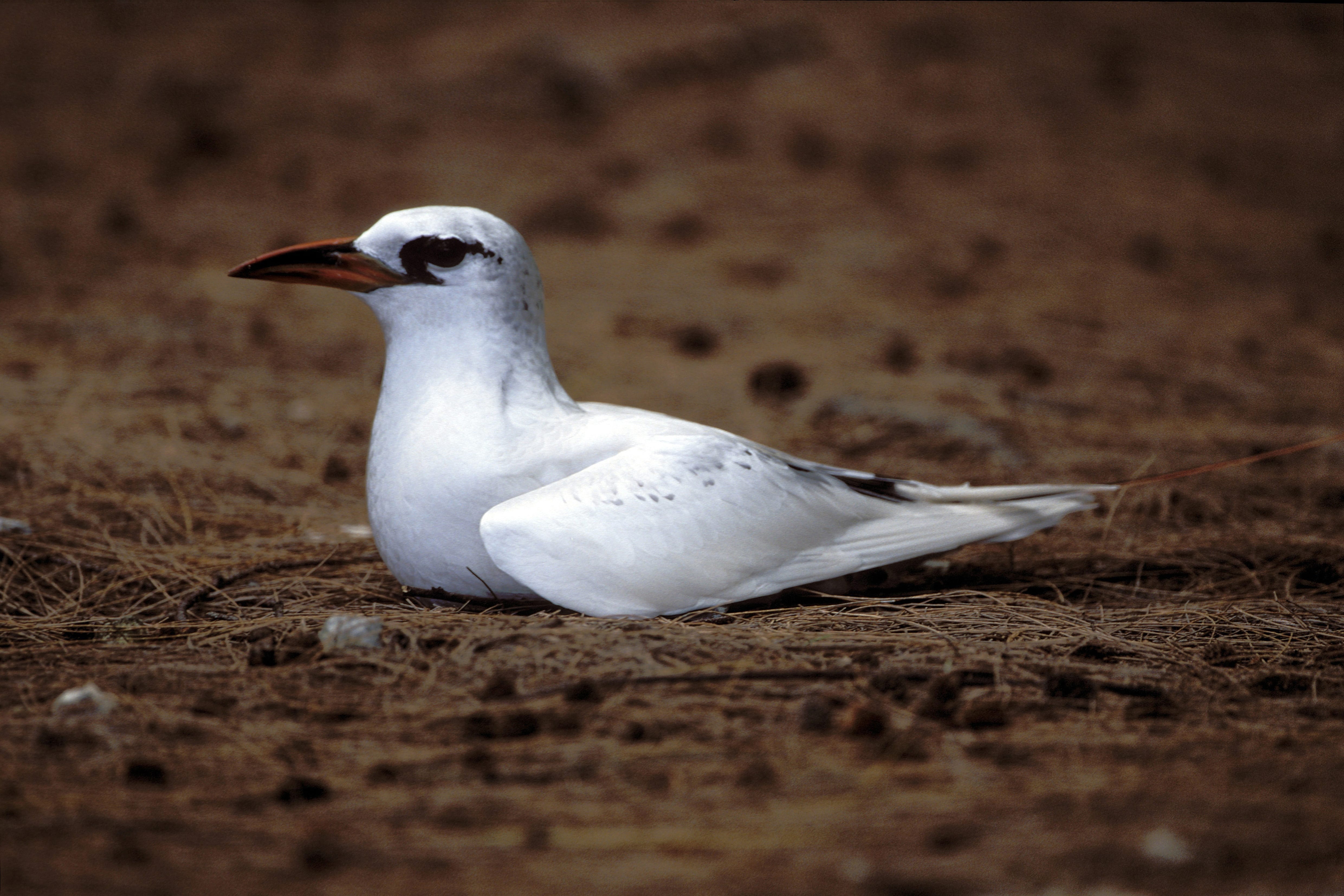Red-tailed Tropicbird on the ground (00005544)