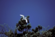 Fliegender Rotschwanz-Tropikvogel (00004571)