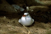 Rotschwanz-Tropikvogel am Boden (00004750)