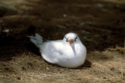 Rotschwanz-Tropikvogel am Boden (00004763)