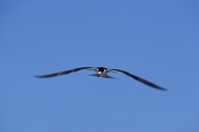 Fliegende Rußseeschwalbe (00004815)