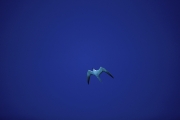 Fliegende Rußseeschwalbe (00004817)
