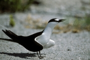 Sooty Tern on the runway surface (00004837)