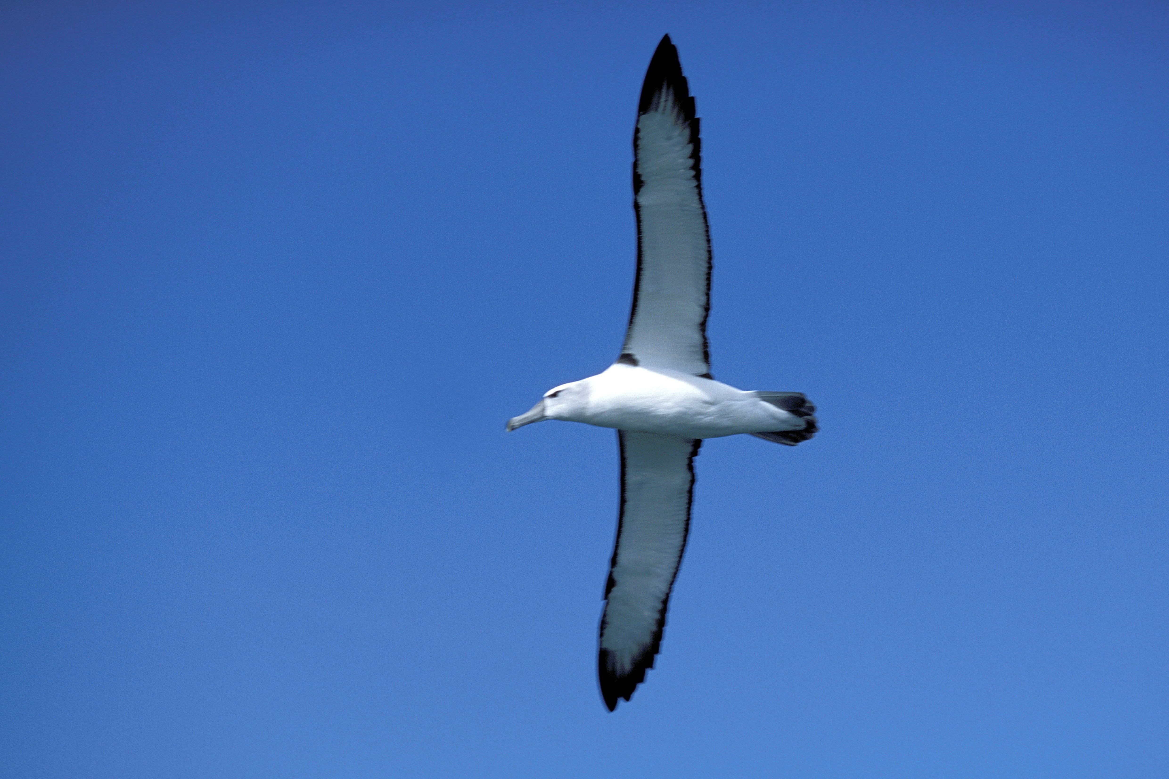 Wander Albatros (00006944)