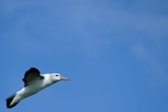 Wander Albatros (00006943)