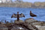 African black Oystercatcher and Bank cormorant (00003907)