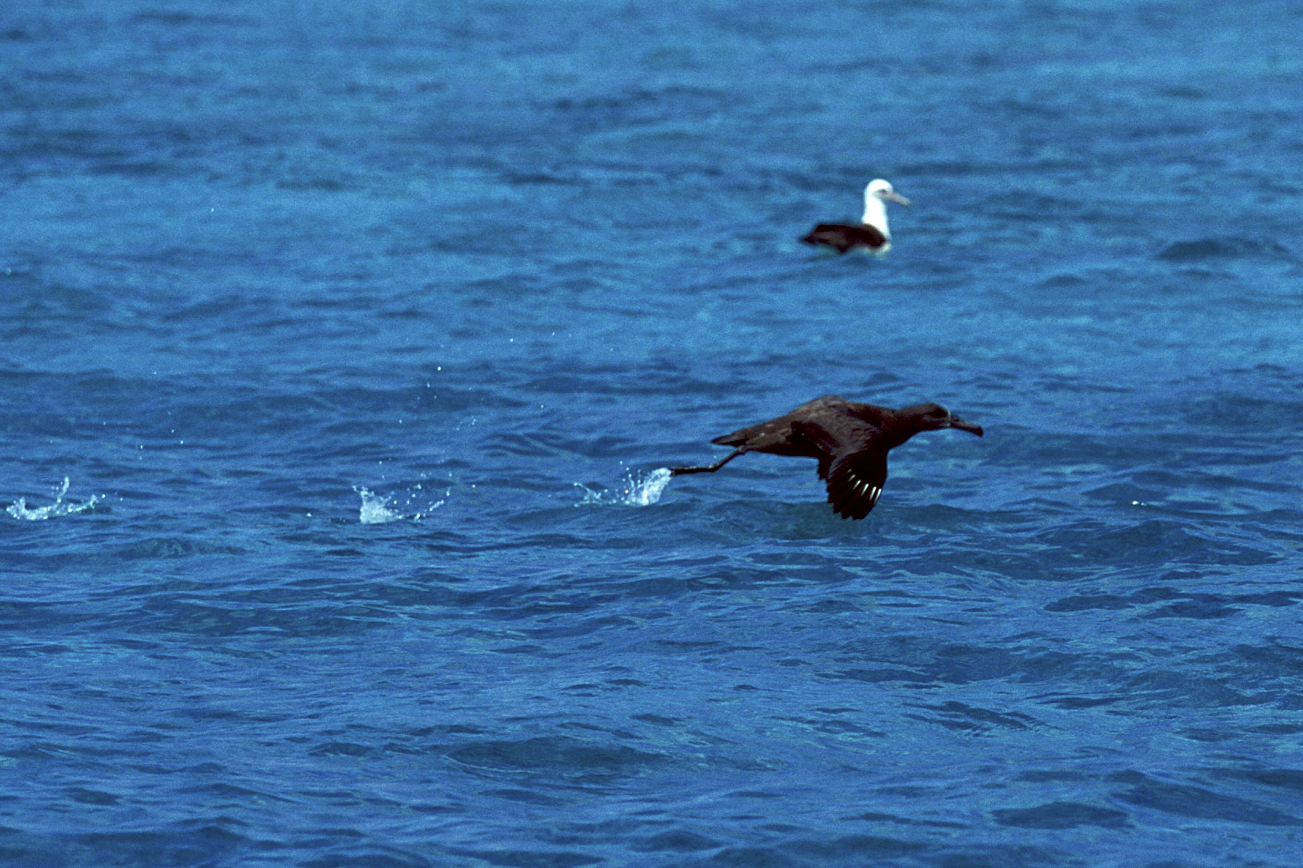 Startender Schwarzfuß-Albatros auf dem Meer (00006819)